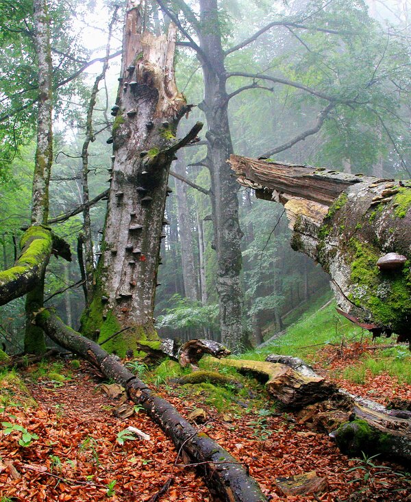 Alte Buchenwälder UNESCO Welterbe im Nationalpark Kalkalpen | © Oberösterreich Tourismus GmbH / Erich Mayrhofer