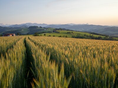 Getreidefeld im Abendlicht | © Urlaub am Bauernhof Oberösterreich / Michael Leitner Getreidefeld im Abendlicht mit Bergpanorama im Hintergrund, Nationalparkregion Kalkalpen | © Urlaub am Bauernhof Oberösterreich / Michael Leitner