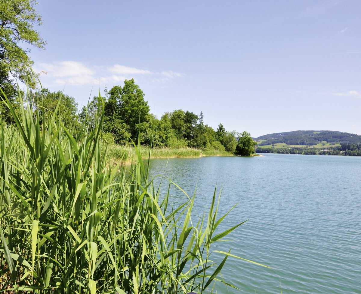 Irrsee | © Urlaub am Bauernhof Oberösterreich / Harald Puchegger Blick durch den Schilf auf den Irrsee, Salzkammergut | © Urlaub am Bauernhof Oberösterreich / Harald Puchegger