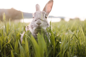 Kaninchen lugt aus dem Gras | © Urlaub am Bauernhof Oberösterreich / Robert Maybach