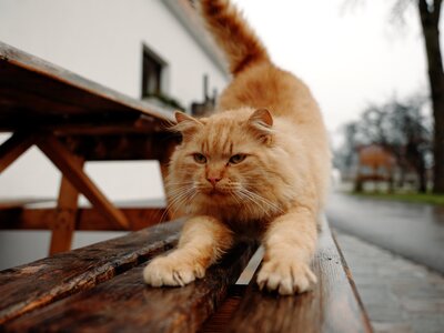 Katze streckt sich | © Urlaub am Bauernhof Oberösterreich / Daniel Gollner Katze streckt sich | © Urlaub am Bauernhof Oberösterreich / Daniel Gollner