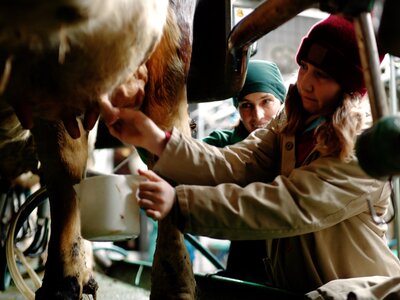 Lerne, wie man eine Kuh milkt! | © Urlaub am Bauernhof Oberösterreich / Daniel Gollner Mädchen lernt von der Bäuerin, wie man eine Kuh milkt | © Urlaub am Bauernhof Oberösterreich / Daniel Gollner