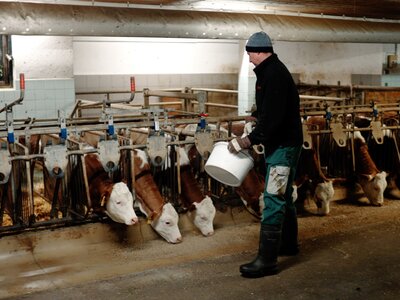 Bauer im Stall bei den Kühen | © Urlaub am Bauernhof Oberösterreich / Daniel Gollner Bauer im Stall bei den Kühen | © Urlaub am Bauernhof Oberösterreich / Daniel Gollner