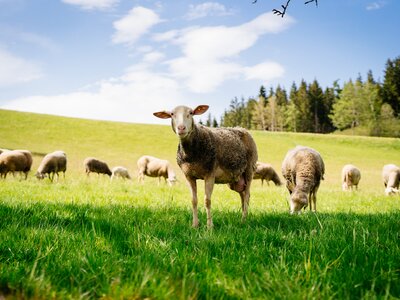 Schafe grasen auf der Weide | © Urlaub am Bauernhof Oberösterreich / Daniel Gollner Schafe grasen auf der Weide | © Urlaub am Bauernhof Oberösterreich / Daniel Gollner