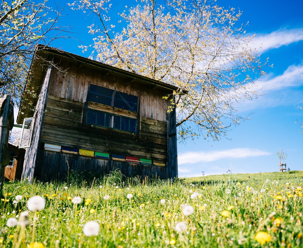 Bienenhütte mitten in der Natur | © Urlaub am Bauernhof Oberösterreich / Daniel Gollner Bienenhütte mitten in der Natur | © Urlaub am Bauernhof Oberösterreich / Daniel Gollner