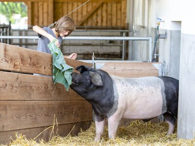Schwäbisch-Hällisches Landschwein | © Urlaub am Bauernhof Oberösterreich / Andreas Hofer Schwäbisch-Hällisches Landschwein wird mit Kohlblättern gefüttert | © Urlaub am Bauernhof Oberösterreich / Andreas Hofer