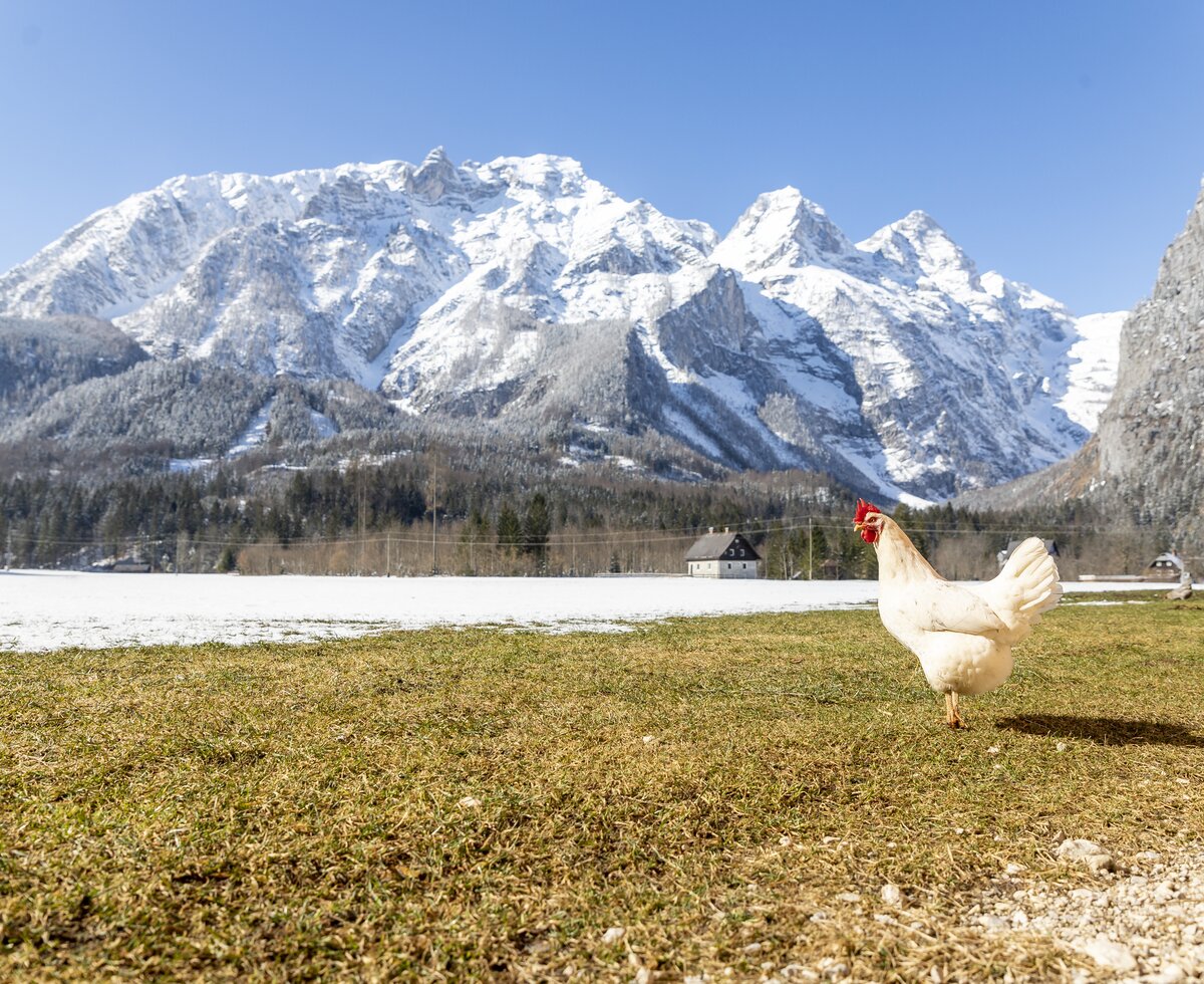 Huhn steht im Schnee vor Bergkulisse, Nationalparkregion Kalkalpen | © Urlaub am Bauernhof / Andreas Hofer