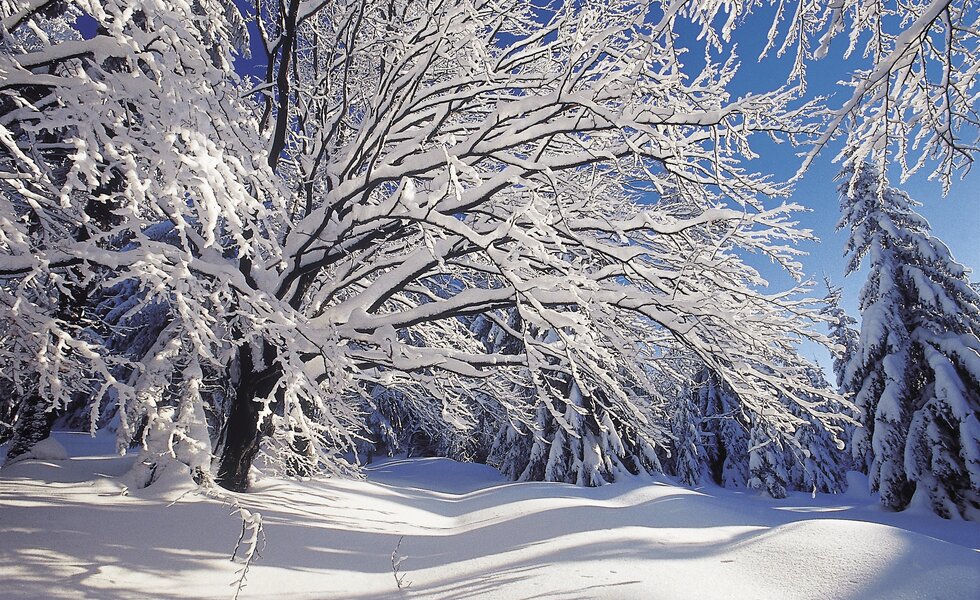 Verschneite Bäume im Böhmerwald, Mühlviertel | © Oberösterreich Tourismus GmbH / Heilinger