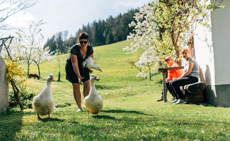 Eine Frau füttert zwei Enten auf einer grünen Wiese mit blühenden Bäumen und Kindern, die auf einer Bank sitzen. | © Urlaub am Bauernhof / Daniel Gollner 
