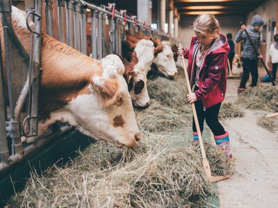 Kinder helfen im Stall | © Urlaub am Bauernhof / Daniel Gollner Young person in red jacket feeding cows in a barn with straw and other people in the background. | © Urlaub am Bauernhof / Daniel Gollner