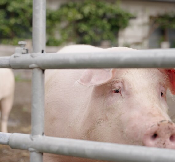 Mehrere weiße Schweine in einem Gehege, die durch Eisenstangen blicken. Die Tiere haben einen friedlichen Ausdruck und scheinen sich im Freien wohlzufühlen, umgeben von Vegetation. | © Urlaub am Bauernhof / Daniel Gollner