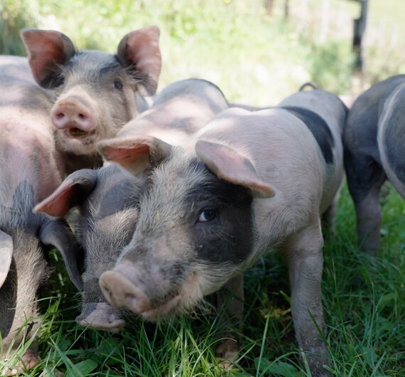 Kleine, niedliche Schweine auf einer Wiese mit Gras und Bepflanzung im Hintergrund. Die Tiere sehen gesund und fröhlich aus. | © Urlaub am Bauernhof / Daniel Gollner