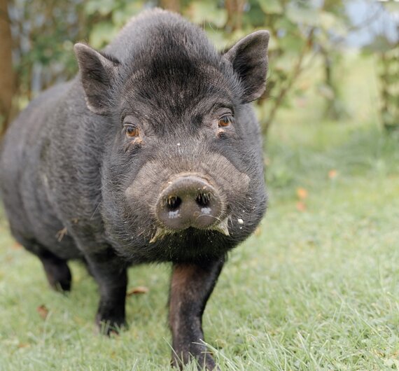 Ein großer, schwarzer Wildschwein-Eber steht auf einer grünen Wiese und blickt direkt in die Kamera. Die raue Natur im Hintergrund lässt ihn als Bewohner der freien Wildnis erscheinen.
