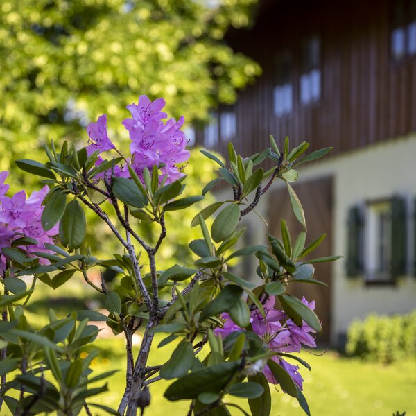 Üppige lila Blüten vor einem rustikalen Holzbau inmitten einer grünen Umgebung. Kontrast von kräftigen Farben und Strukturen schafft ein malerisches, idyllisches Bild. | © Urlaub am Bauernhof Österreich / Bernd Suppan
