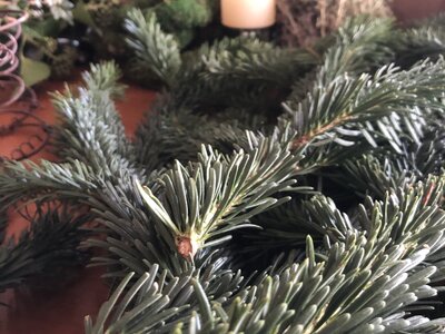 Zweige für Adventkranz | © Urlaub am Bauernhof / Monika Fischl Zweige zum basteln eines Adventkranzes | © Urlaub am Bauernhof / Monika Fischl