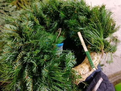 Adventkranz wird gerade gebunden | © Urlaub am Bauernhof / Samerhof Adventkranz wird gerade mit Tannenzweige gebunden | © Urlaub am Bauernhof / Samerhof