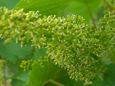 Weinblüte in Niederösterreich | © Urlaub am Bauernhof Niederösterreich Weinblüte in Niederösterreich | © Urlaub am Bauernhof Niederösterreich