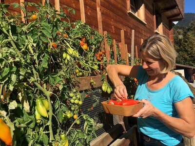Eine Frau erntet Tomaten | © Antje Zimmermann / Urlaub am Bauernhof Eine Frau erntet reife Tomaten im Sommer und lacht | © Antje Zimmermann / Urlaub am Bauernhof