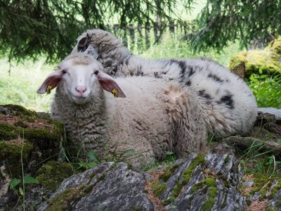 Schafe Stockhambauer | © Urlaub am Bauernhof / Gerhard Liebenebrger Schafe weiden am Bauernhof Stockham | © Urlaub am Bauernhof / Gerhard Liebenebrger