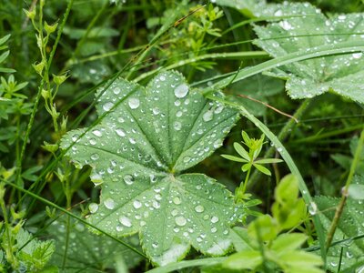 Nach dem Regen | © Urlaub am Bauernhof / Gerhard Liebenberger Nach dem Regen beim Stockhambauer | © Urlaub am Bauernhof / Gerhard Liebenberger