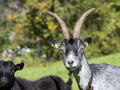 Zwei Ziegen auf der Weide am Archehof