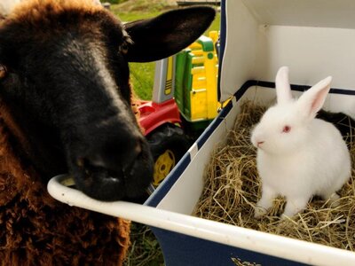 Schaf und Hase | © Urlaub am Bauernhof Österreich / Steve Haider Schaf bei Hasen der im Kinderwagen sitzt | © Urlaub am Bauernhof Österreich / Steve Haider