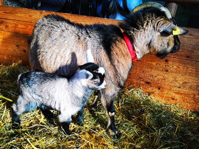 Ziege mit Kitz im Stall | © Urlaub am Bauernhof Österreich / Kerndler Ziege mit Kitz im Stall | © Urlaub am Bauernhof Österreich / Kerndler