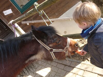 Kind füttert Pony mit Karotte am Pferdehof Pfaffenriegel | © Urlaub am Bauernhof Österreich / Ludwig Kind füttert Pony mit Karotte | © Urlaub am Bauernhof Österreich / Ludwig