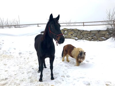 Shetlandpony am Hof Mittereibenberger im Mühlviertel | © Urlaub am Bauernhof / Antje Zimmermann Shetlandpony am Hof Mittereibenberger im Mühlviertel | © Urlaub am Bauernhof / Antje Zimmermann