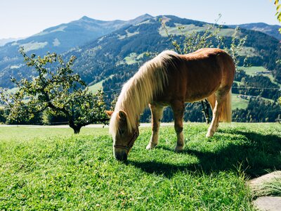Pferd am Siedlerhof | © Urlaub am Bauernhof / Daniel Gollner Pferd am Siedlerhof | © Urlaub am Bauernhof / Daniel Gollner