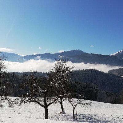 Obstbäume im Winter | © Steinerhof