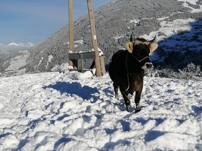 Graurind im Schnee | © Urlaub am Bauernhof Österreich / Lechleitner / Tobadillerhof Graurind im Schnee | © Urlaub am Bauernhof Österreich / Lechleitner / Tobadillerhof