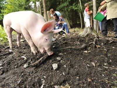 Schweine im Wald | © Urlaub am Bauernhof / Ralph Fischbacher Schweine im Wald | © Urlaub am Bauernhof / Ralph Fischbacher