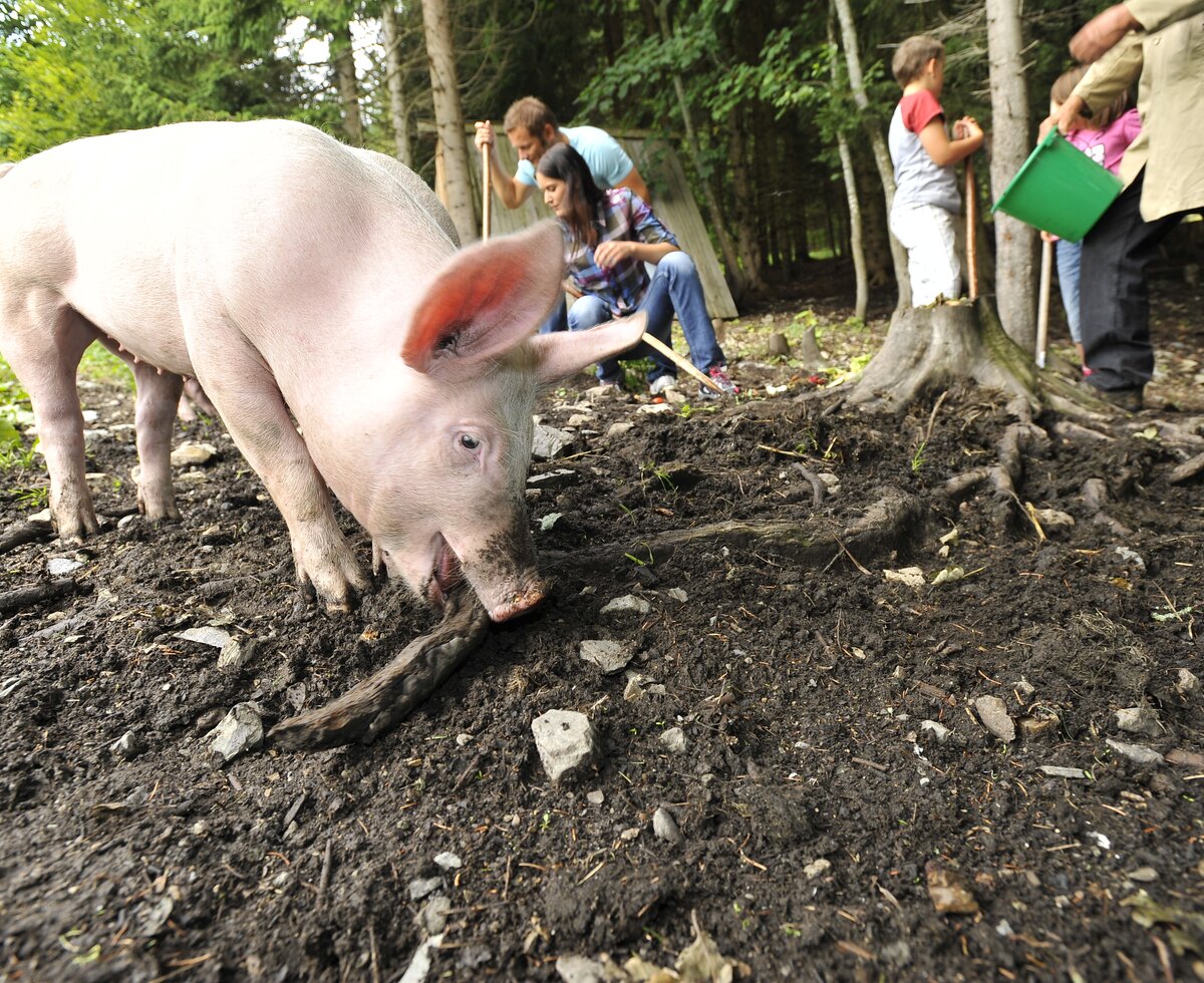 Schweine im Wald | © Urlaub am Bauernhof / Ralph Fischbacher Schweine im Wald | © Urlaub am Bauernhof / Ralph Fischbacher
