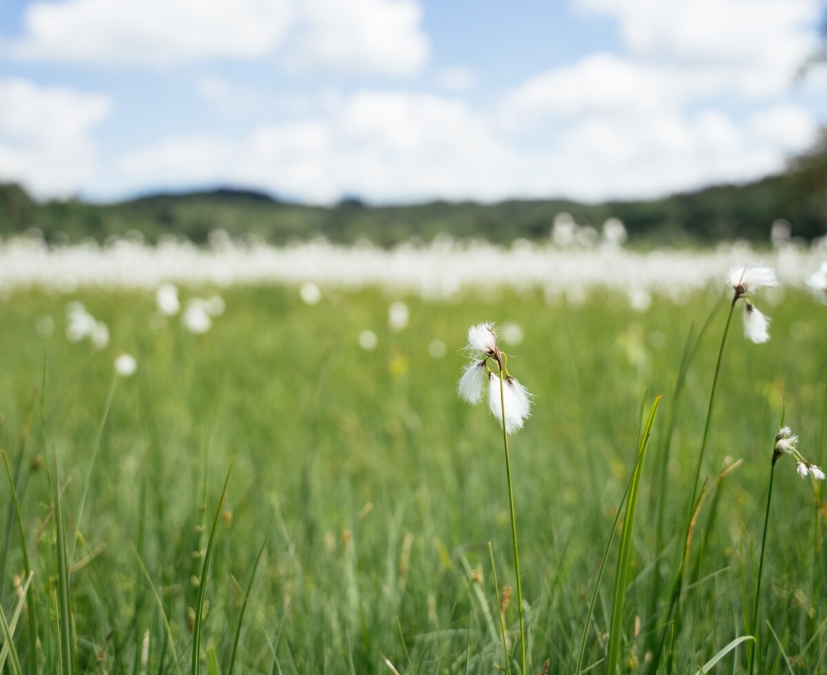Wiese im Moor | © Daniel Gollner / Urlaub am Bauernhof Wiese im Moor | © Daniel Gollner / Urlaub am Bauernhof