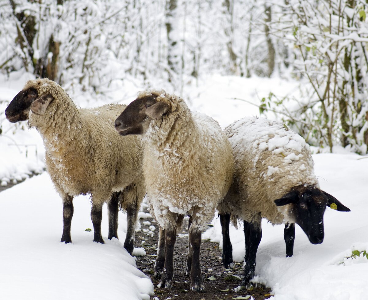 drei Schafe im Schnee | © Urlaub am Bauernhof / Hans Huber drei Schafe stehen im Schnee in Hüttau | © Urlaub am Bauernhof / Hans Huber