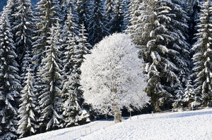Ein schneebedeckter Wald mit hohen Tannen und einem einzelnen, üppig verschneiten Baum in der Mitte der Landschaft. Auf dem Boden liegt eine dicke Schneedecke. Eine idyllische Winterlandschaft, geprägt von der Ruhe und Schönheit der Natur. | © Urlaub am Bauernhof / Hans Huber