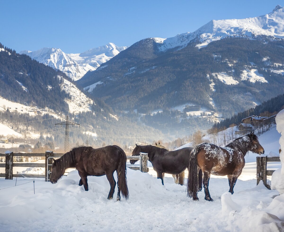 Pferde stehen im Schnee am Zittrauerhof | © Urlaub am Bauernhof / Bernd Suppan Pferde stehen im Schnee am Zittrauerhof in Salzburg | © Urlaub am Bauernhof / Bernd Suppan