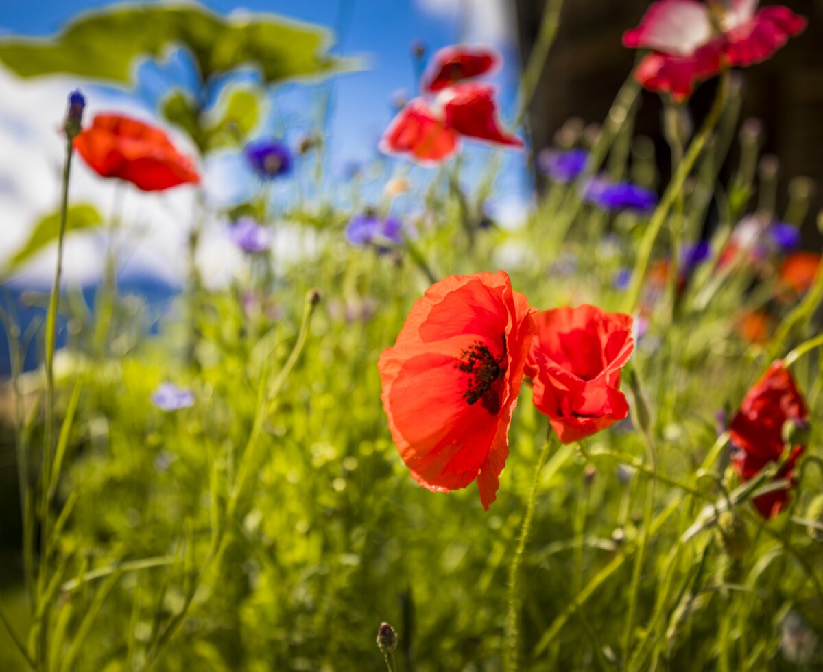 Blume am Brandgut in Mühlbach, SalzburgerLand | © Urlaub am Bauernhof im SalzburgerLand / Bernd Suppan Blume am Brandgut in Mühlbach, SalzburgerLand | © Urlaub am Bauernhof im SalzburgerLand / Bernd Suppan