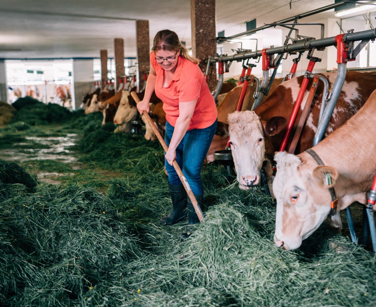 Bäuerin füttert Kühe | © Urlaub am Bauernhof im SalzburgerLand / Daniel Gollner Bäuerin Maria Höpflinger füttert ihre Kühe im Stall. | © Urlaub am Bauernhof im SalzburgerLand / Daniel Gollner