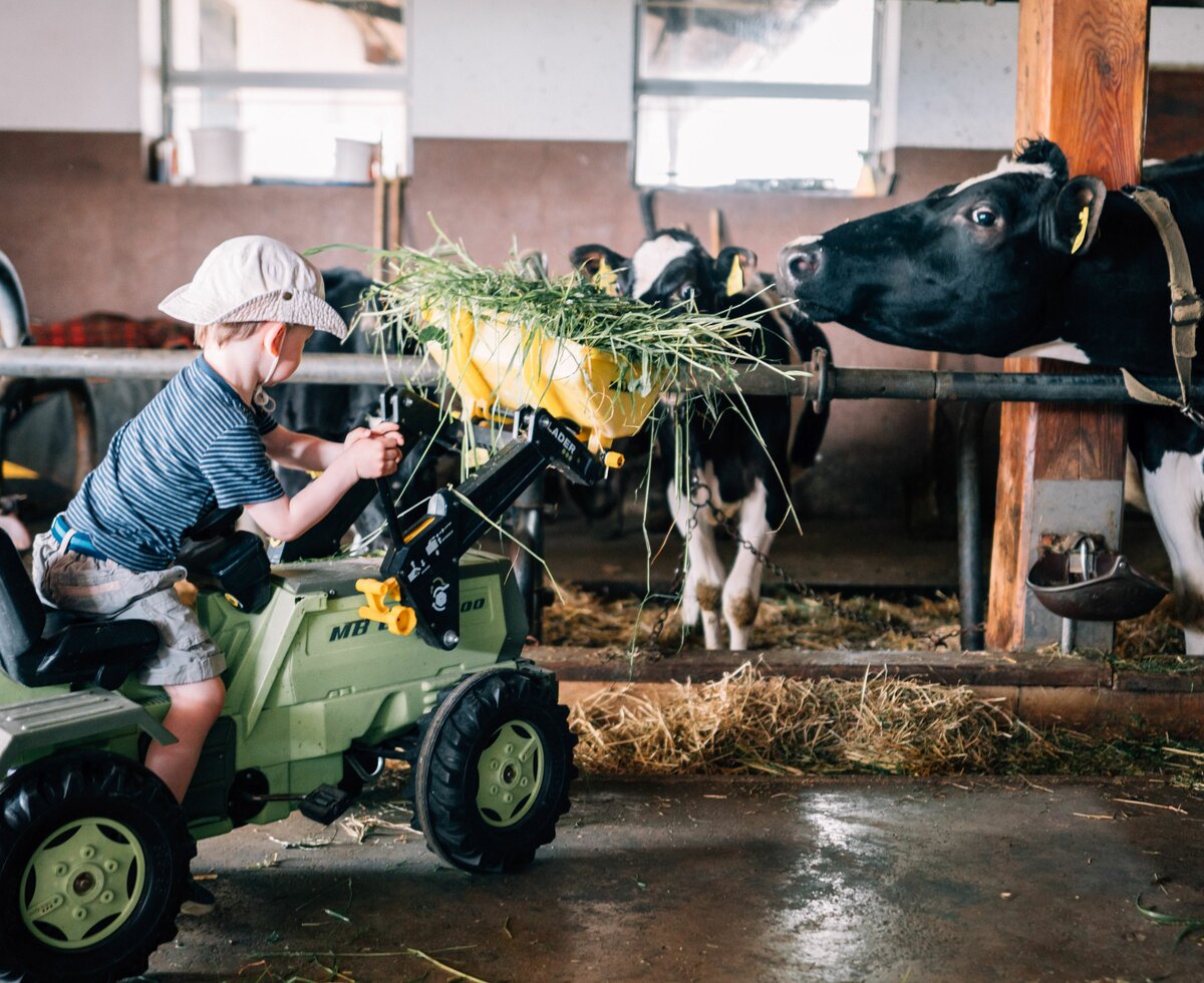 © Urlaub am Bauernhof im SalzburgerLand / Daniel Gollner Ein Bub füttert mit dem Trettraktor die Kühe im Stall. | © Urlaub am Bauernhof im SalzburgerLand / Daniel Gollner