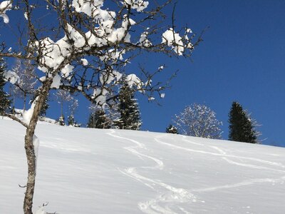 Winterlandschaft, Spuren Tourengehen, Skiabfahrt, kleiner Baum im Vordergrund, Salzburger Land | © Urlaub am Bauernhof Salzburger Land / Christina Eßl