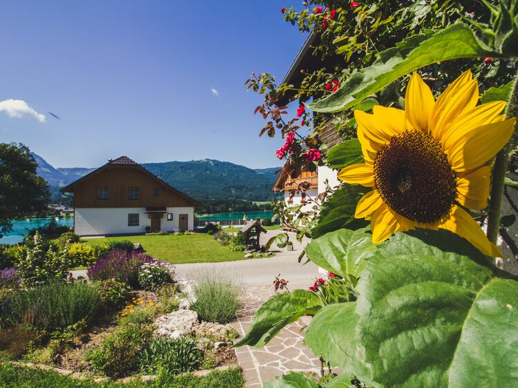 Sunflower in the garden of Stallerbauer in Ried am Wolfgangsee | © Farmholidays in SalzburgerLand / Matthias Gruber