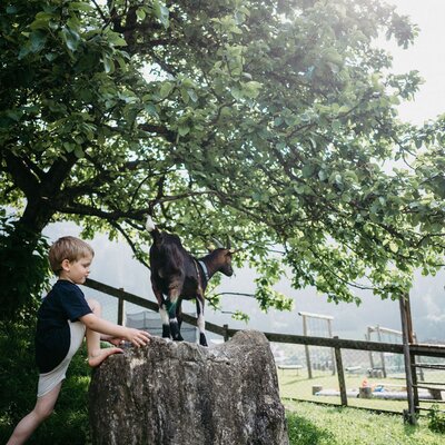Bub klettert auf Stein zu einer Ziege | © Urlaub am Bauernhof/ Nadja Jabli