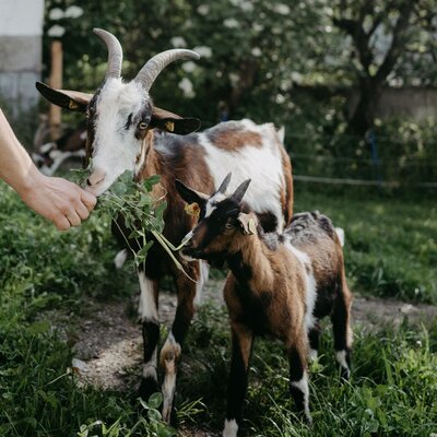 Ziegen im Garten | © Urlaub am Bauernhof / Nadia Jabil