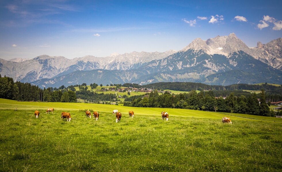 Bergkulisse, Hansenbauer, Saalfelden, SalzburgerLand | © Urlaub am Bauernhof SalzburgerLand / Bernd Suppan