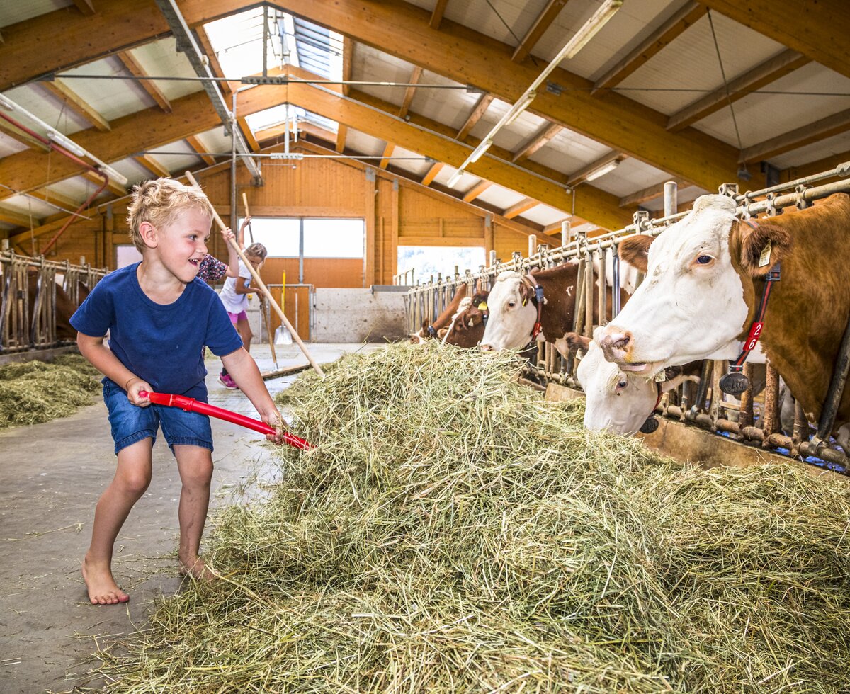 Bub im Stall beim Motzenhof in Adnet, Krispl, Tennengau, Salzburger Land | © Urlaub am Bauernhof / Bernd Suppan Bub im Stall beim Einfüttern, Kühe, Motzenhof in Adnet, Krispl, Tennengau, Salzburger Land | © Urlaub am Bauernhof / Bernd Suppan