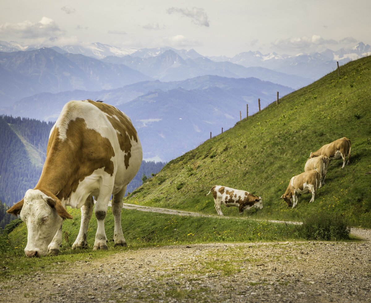 Kühe auf der Brandstättalm in Werfenweng, Salzburger Land | © Urlaub am Bauernhof Salzburger Land / Bernd Suppan Kühe auf der Brandstättalm in Werfenweng, Salzburger Land | © Urlaub am Bauernhof Salzburger Land / Bernd Suppan