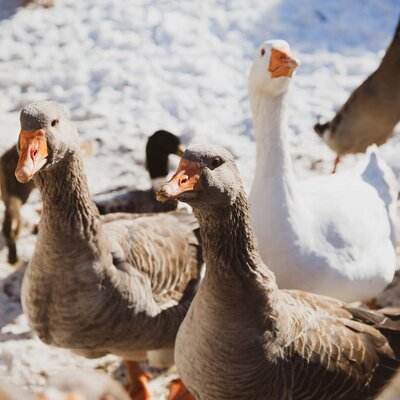 Gänse im Winter. | © Urlaub am Bauernhof im Salzburger Land