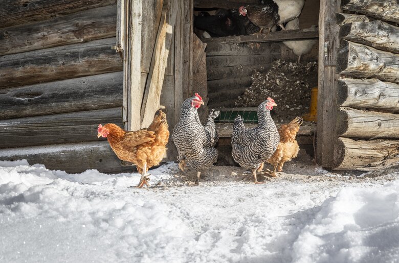 Hüher vom Griesbauern | © Urlaub am Bauernhof SalzburgerLand/ Bernd Suppan
